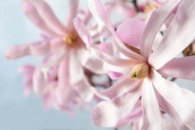 Magnolia tree branch with beautiful flowers on light blue background, closeup