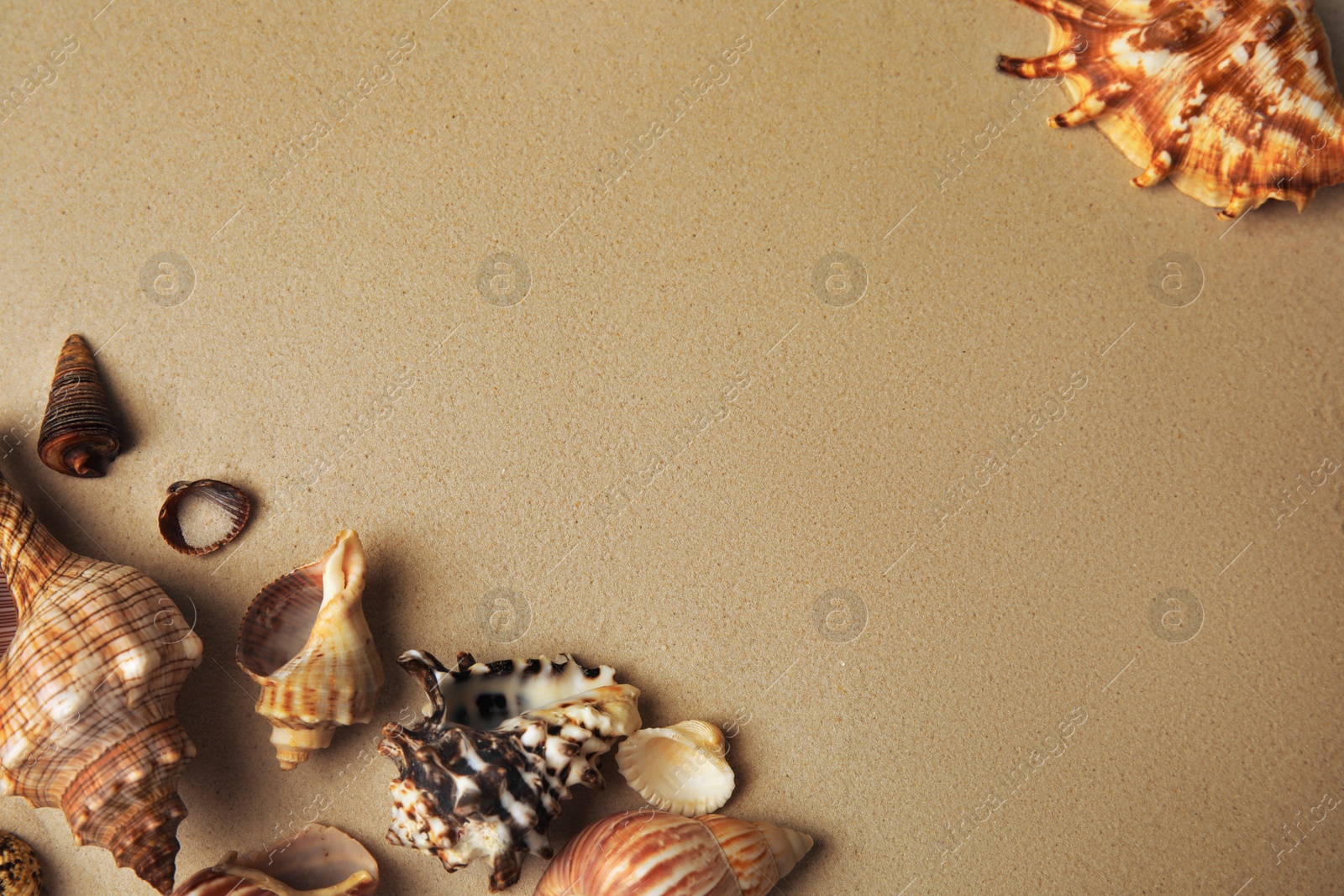 Photo of Different beautiful sea shells on sand, flat lay. Space for text