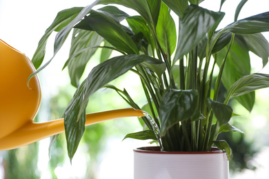 Watering Spathiphyllum plant on blurred background, closeup