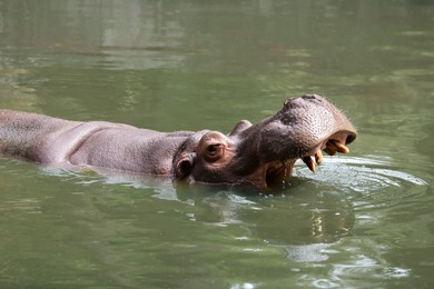 Photo of Big hippopotamus swimming in pond at zoo