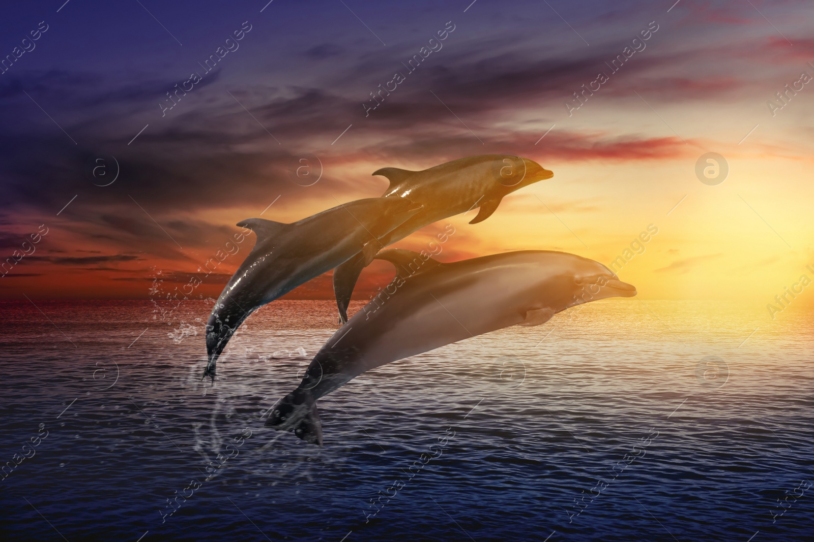 Image of Beautiful bottlenose dolphins jumping out of sea at sunset 