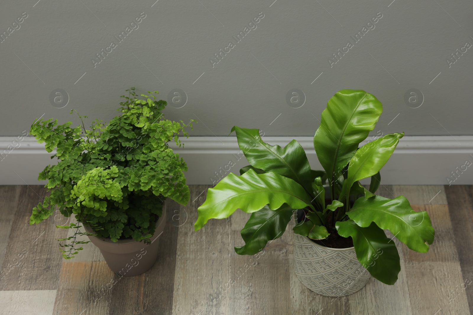 Photo of Beautiful fresh potted ferns on wooden floor indoors
