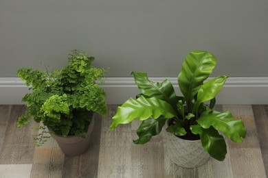 Beautiful fresh potted ferns on wooden floor indoors