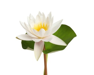 Beautiful blooming lotus flower with green leaf isolated on white