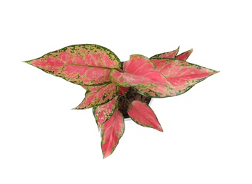 Beautiful Aglaonema plant isolated on white, top view. House decor