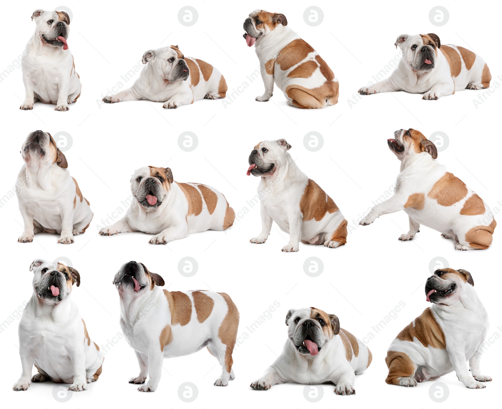 Image of Collage with photos of cute dog on white background