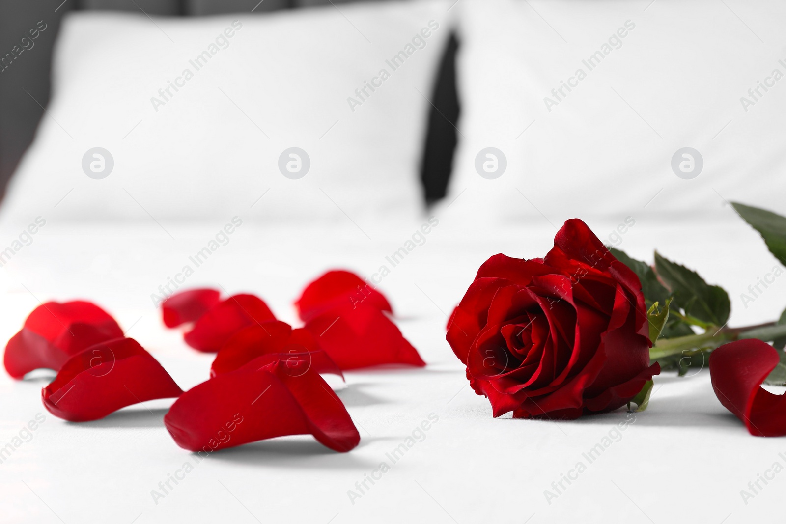 Photo of Honeymoon. Red rose and petals on bed, closeup