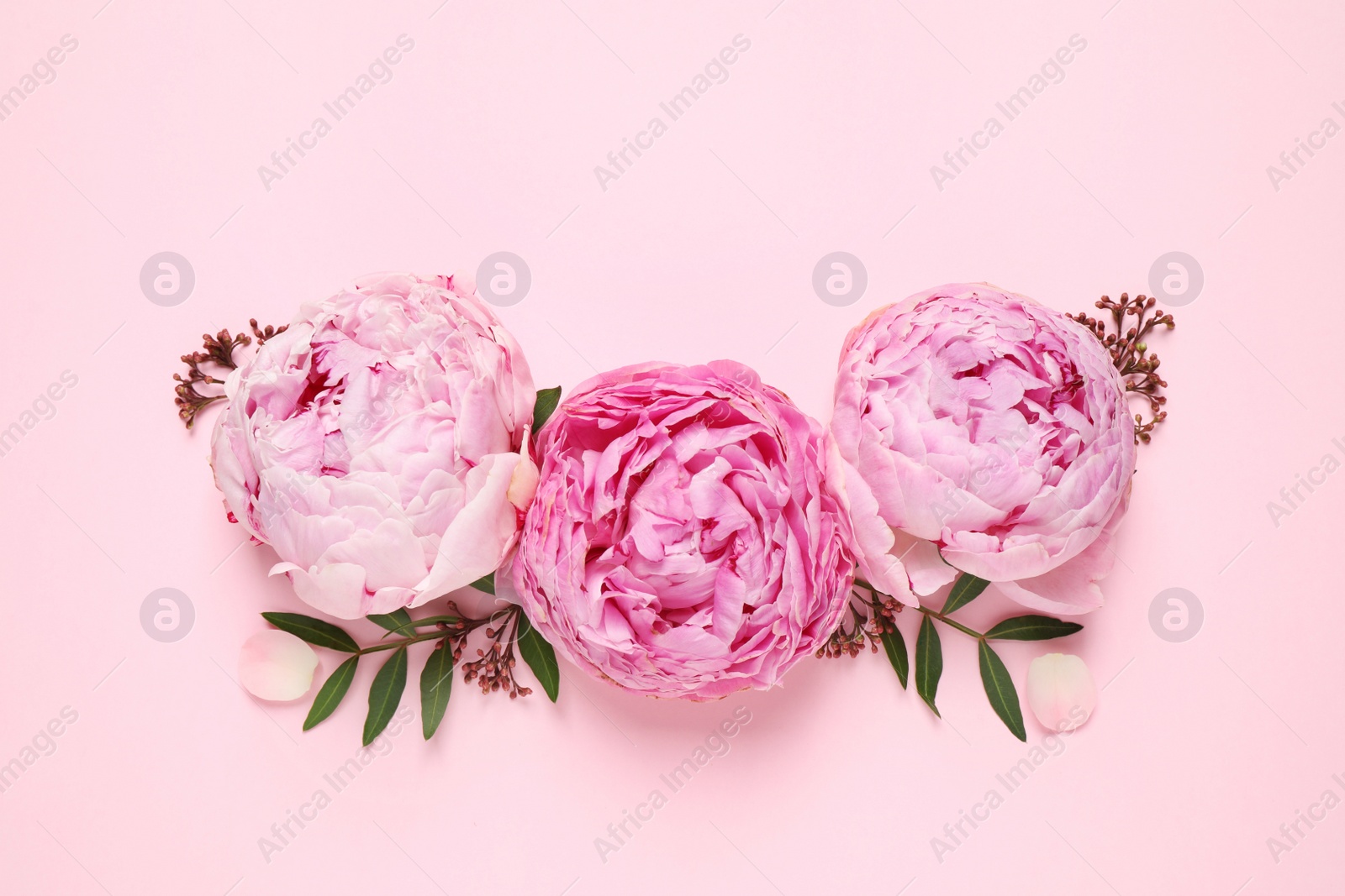 Photo of Flat lay composition with beautiful flowers on pink background. Floral card design