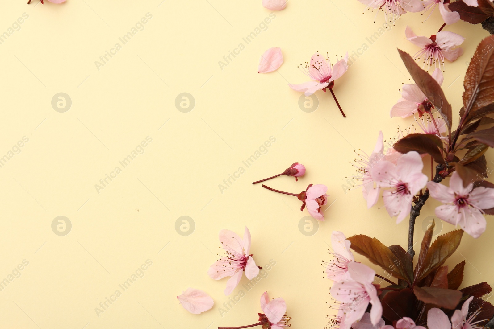 Photo of Spring tree branch with beautiful blossoms, flowers and petals on yellow background, flat lay. Space for text