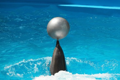 Photo of Cute dolphin playing with ball in pool at marine mammal park