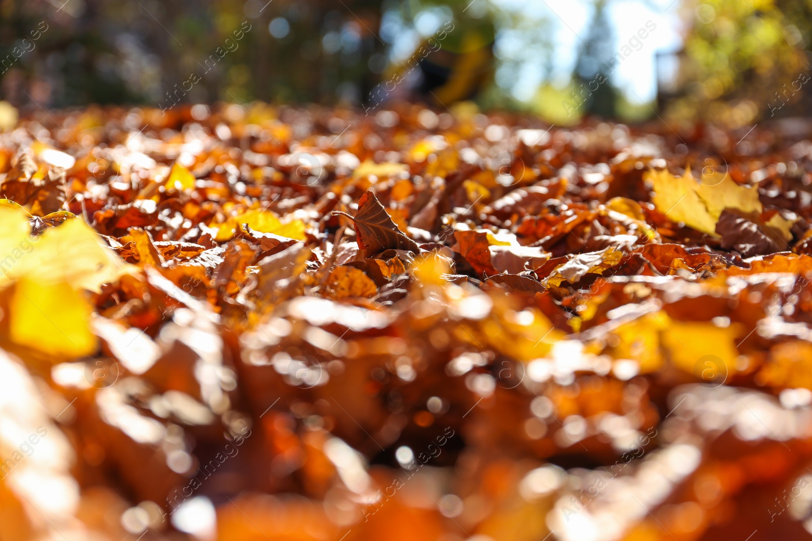 Photo of Ground covered with fallen leaves on sunny autumn day