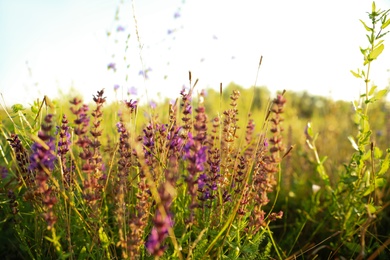 Photo of Beautiful field with wild flowers in morning, closeup