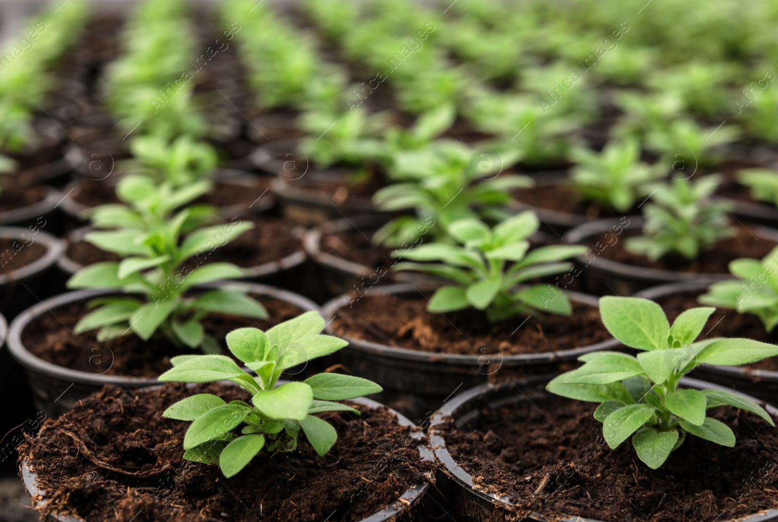 Photo of Many fresh green seedlings growing in pots with soil, closeup