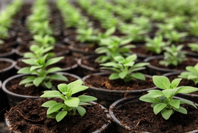 Many fresh green seedlings growing in pots with soil, closeup