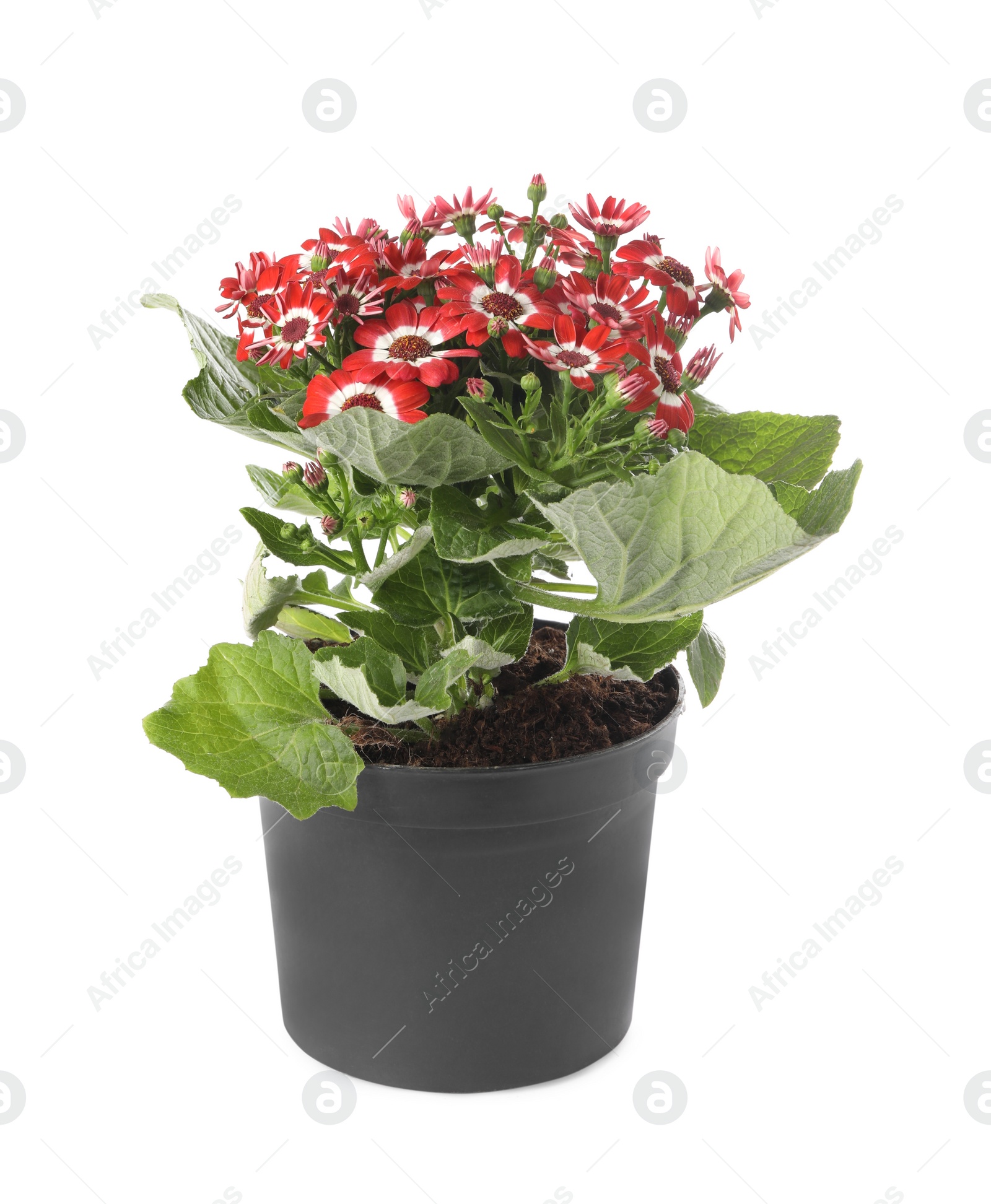 Photo of Beautiful red cineraria plant in flower pot isolated on white
