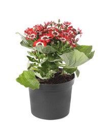 Photo of Beautiful red cineraria plant in flower pot isolated on white