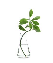 Photo of Flask with exotic plant isolated on white. Organic chemistry