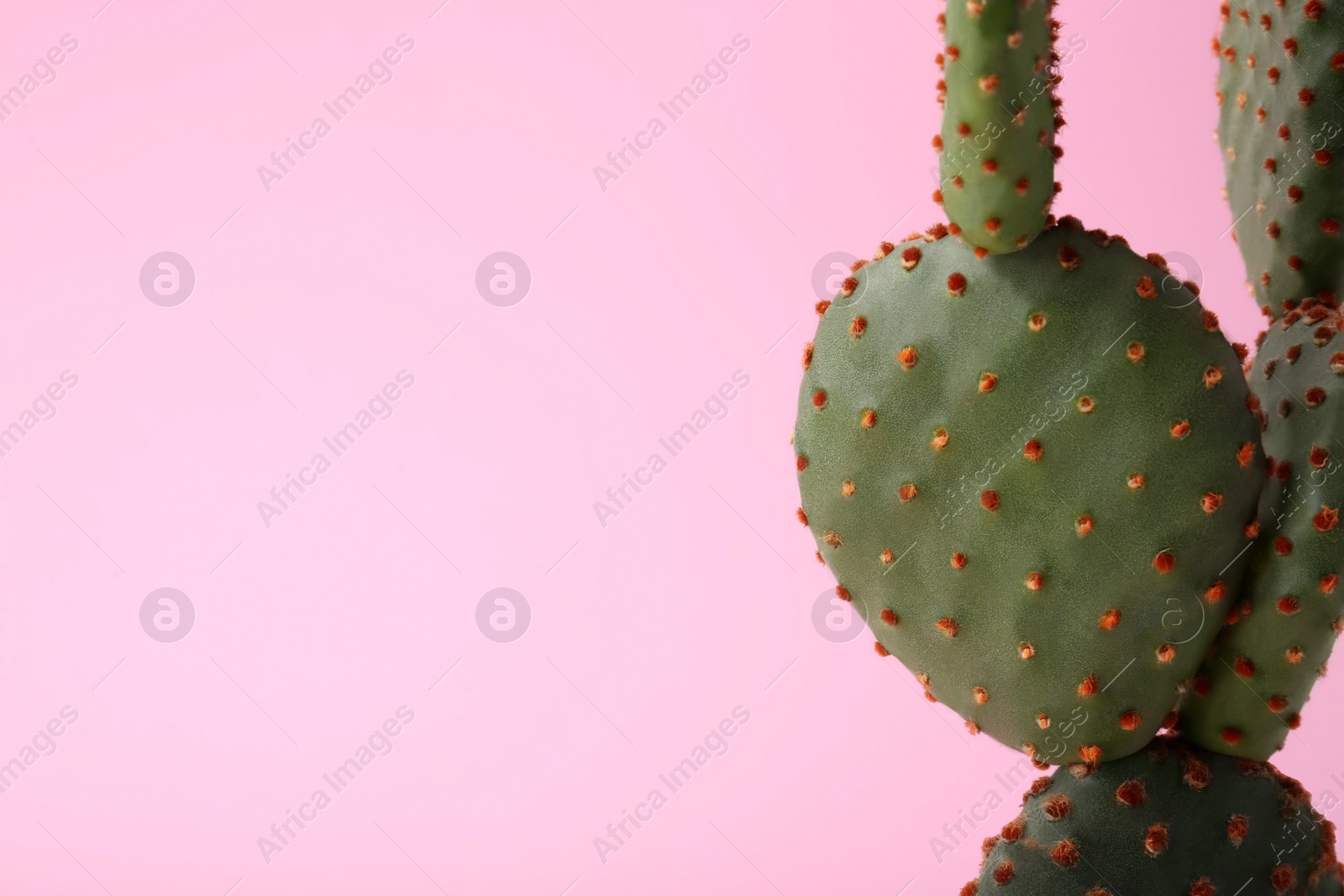 Photo of Beautiful Opuntia cactus on pink background, closeup. Space for text