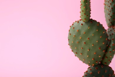 Beautiful Opuntia cactus on pink background, closeup. Space for text