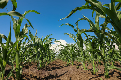 Photo of Beautiful view of corn field. Agriculture industry