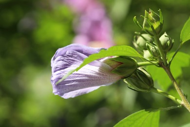 Beautiful hibiscus flower growing outdoors, closeup view