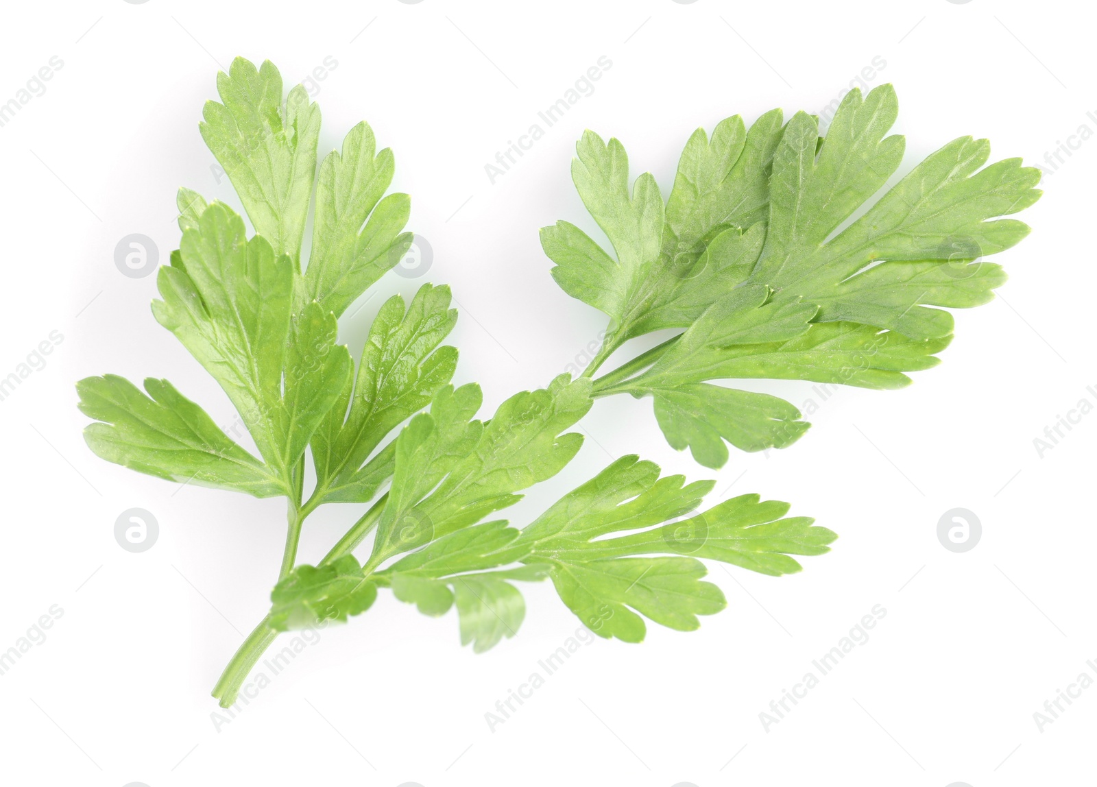 Sprig of fresh green parsley leaves isolated on white, above view Photo of Sprig of fresh green parsley leaves isolated on white, above view