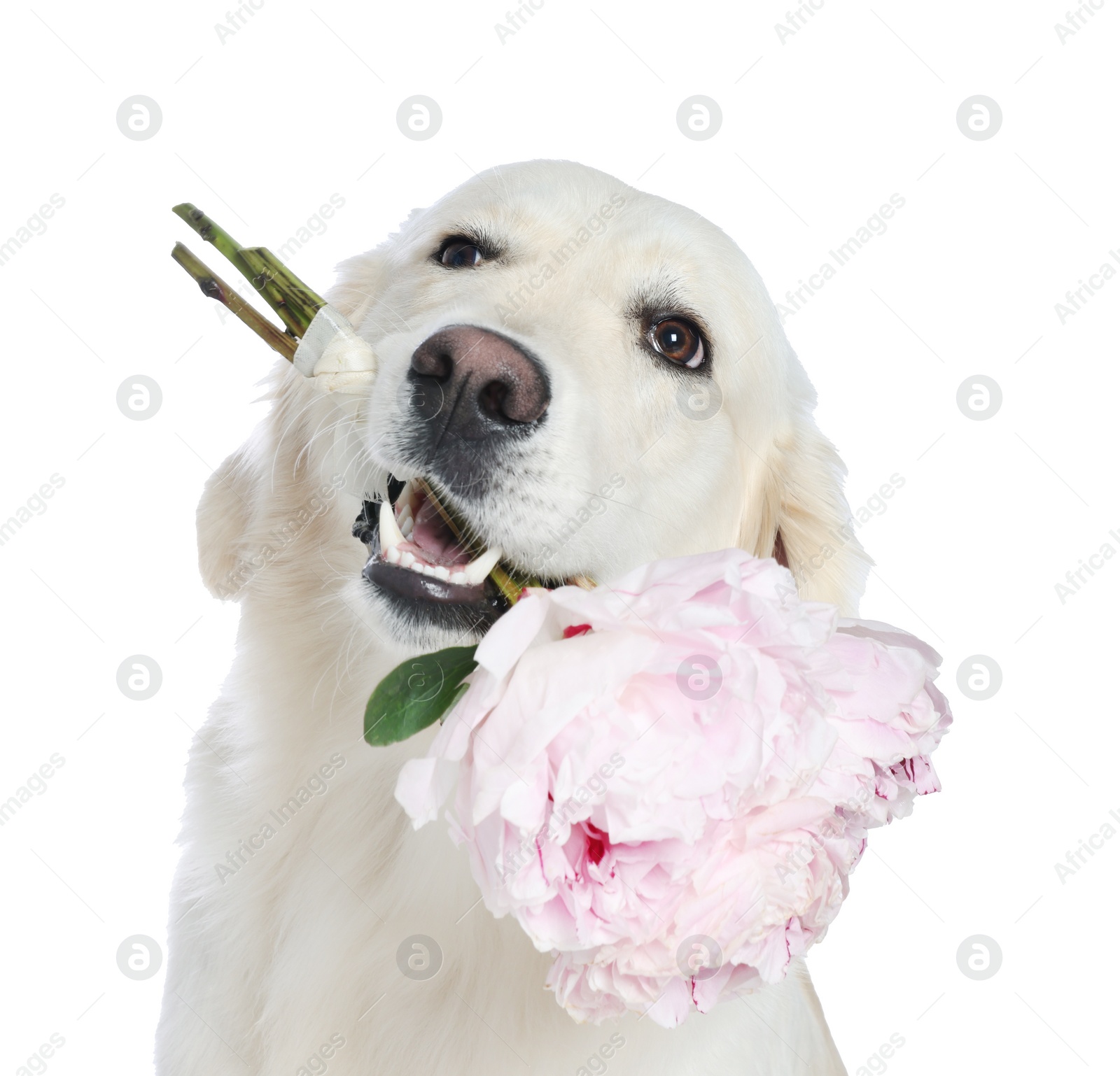 Photo of Cute Labrador Retriever with beautiful peony flowers on white background