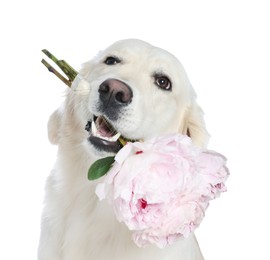 Photo of Cute Labrador Retriever with beautiful peony flowers on white background