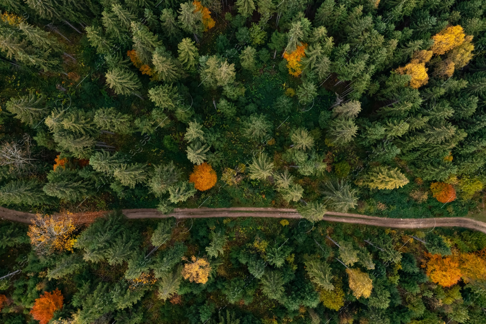 Image of Aerial view of countryside road in beautiful autumn forest