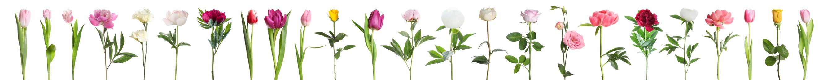 Image of Different beautiful flowers isolated on white, set