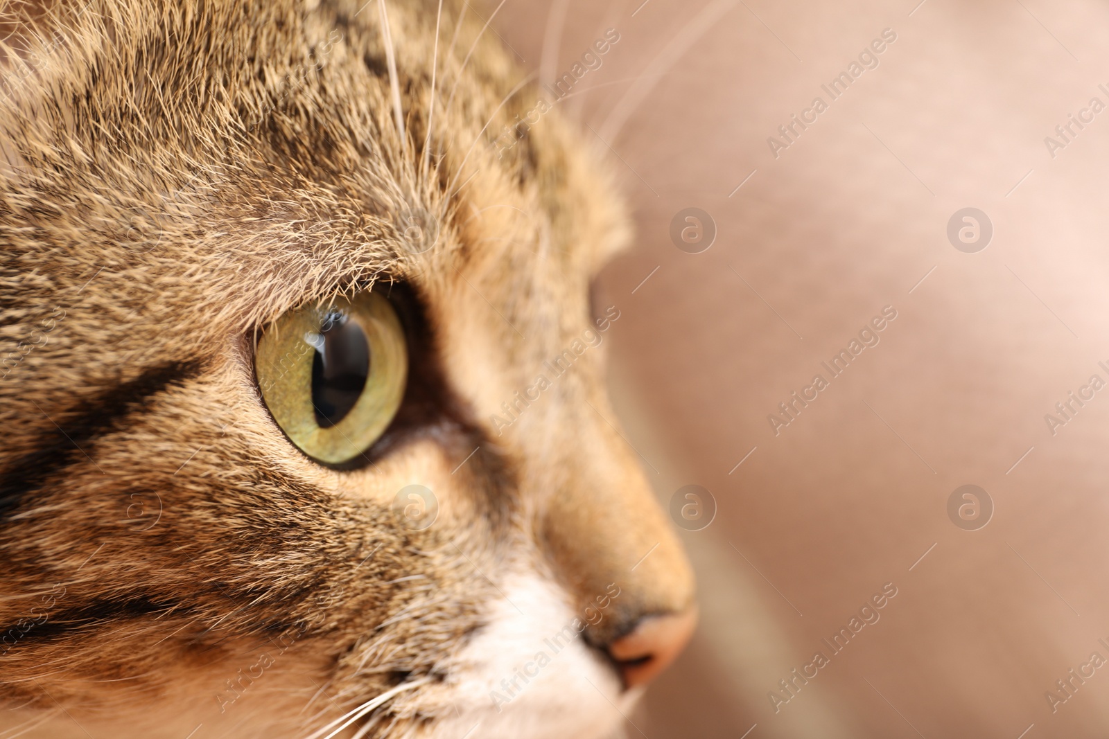 Photo of Closeup view of cute tabby cat with beautiful eyes on blurred background, space for text