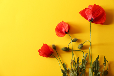 Beautiful red poppy flowers on yellow background, flat lay