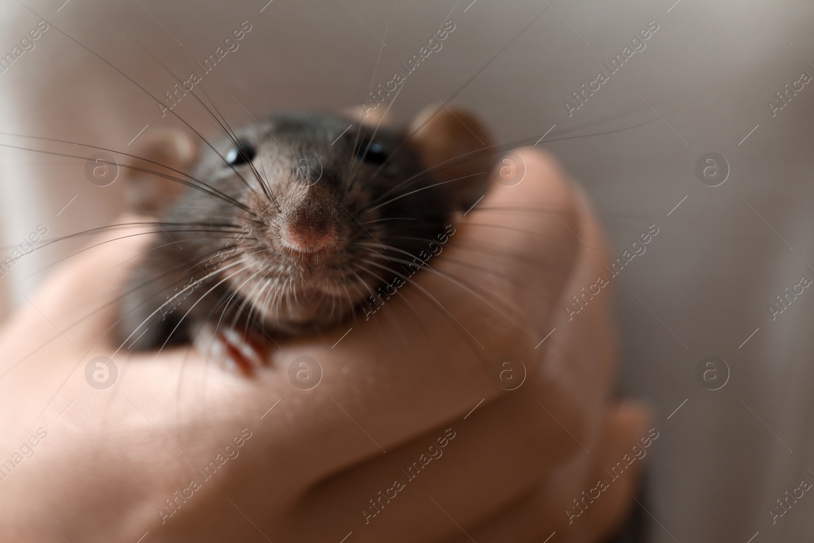 Photo of Young woman holding cute small rat, closeup