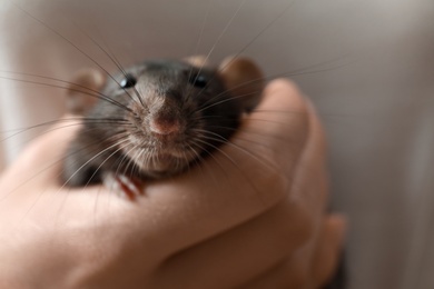 Young woman holding cute small rat, closeup