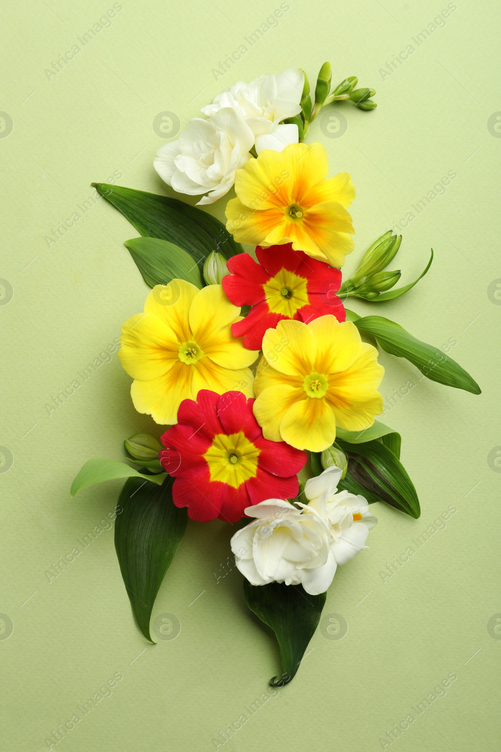 Photo of Primrose Primula Vulgaris flowers on green background, top view. Spring season