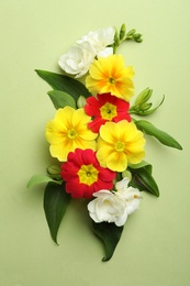 Primrose Primula Vulgaris flowers on green background, top view. Spring season