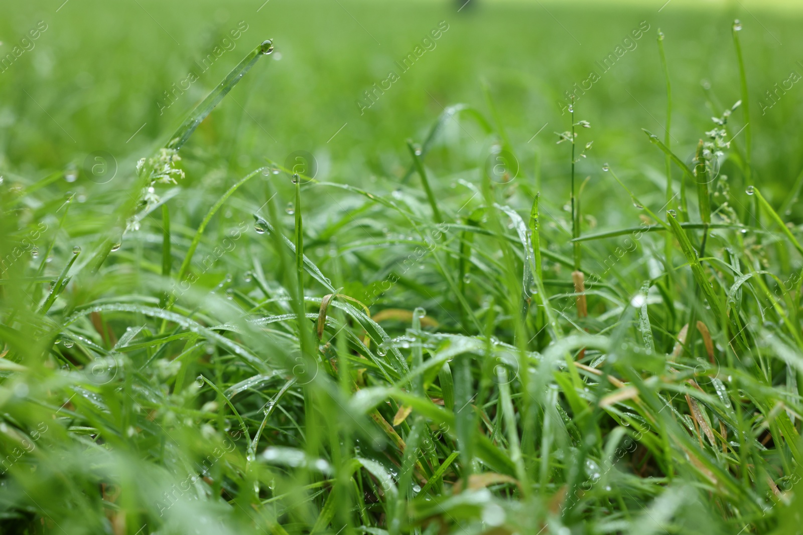 Photo of Fresh green grass with water drops growing outdoors in summer, closeup