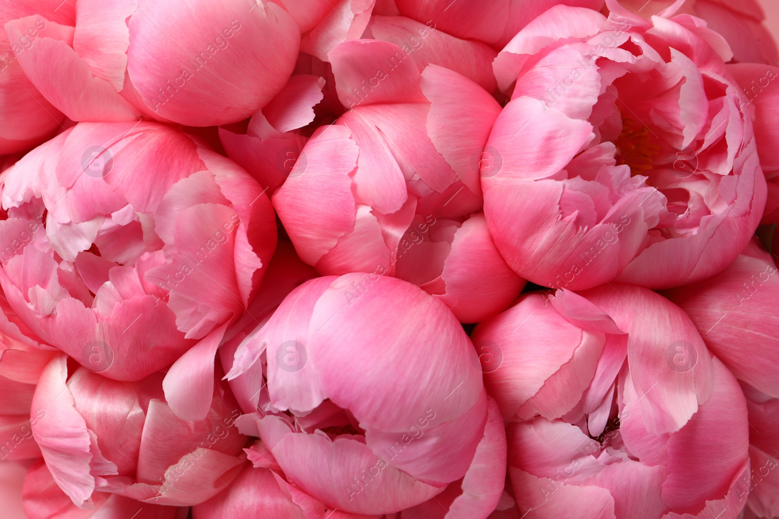 Photo of Many beautiful pink peonies as background, top view