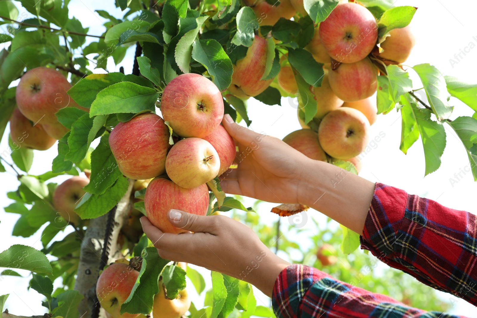 Photo of Woman picking ripe apples from tree outdoors, closeup