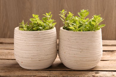 Photo of Aromatic oregano growing in pots on wooden table