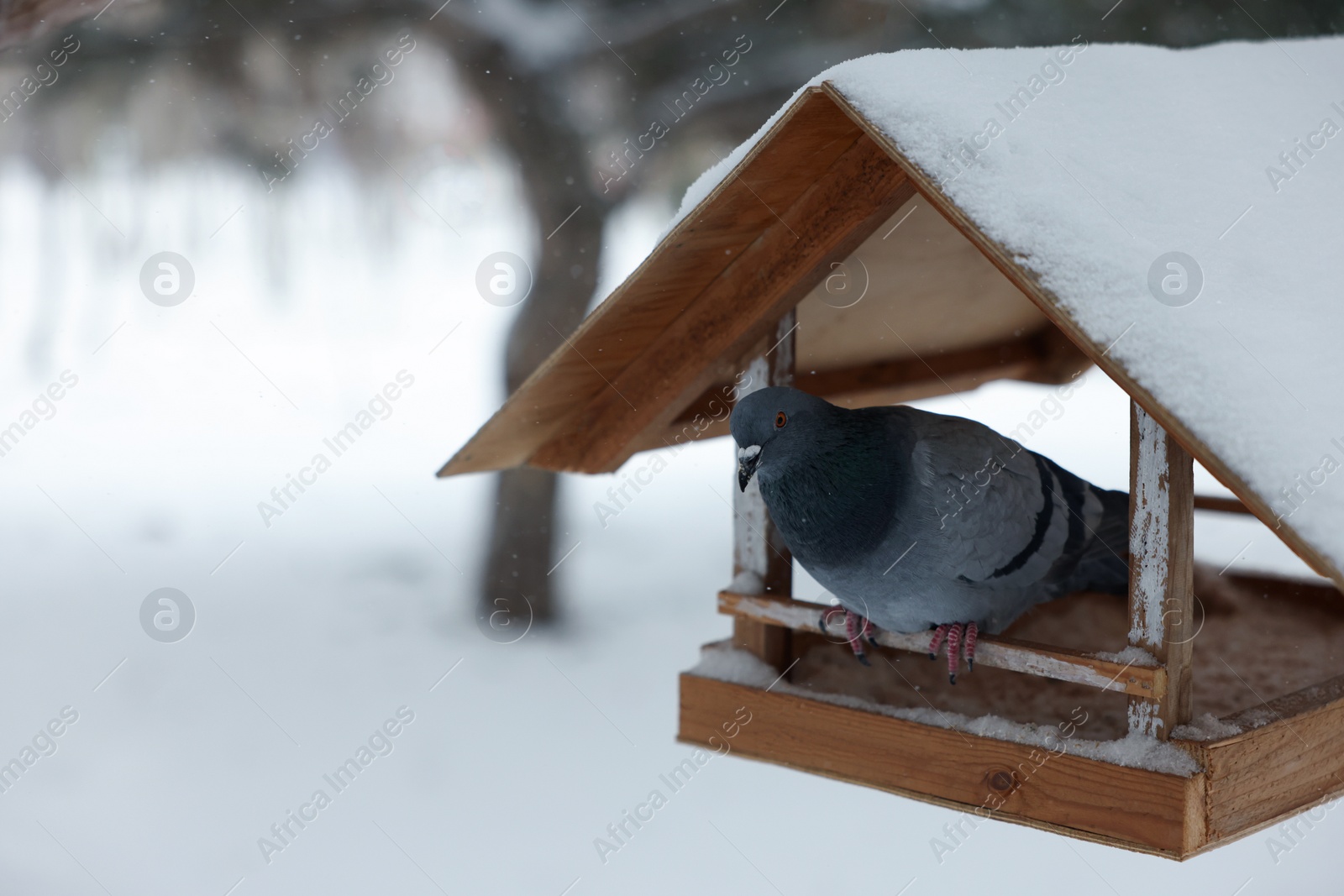 Photo of Cute pigeon on wooden bird feeder in snowy park. Space for text