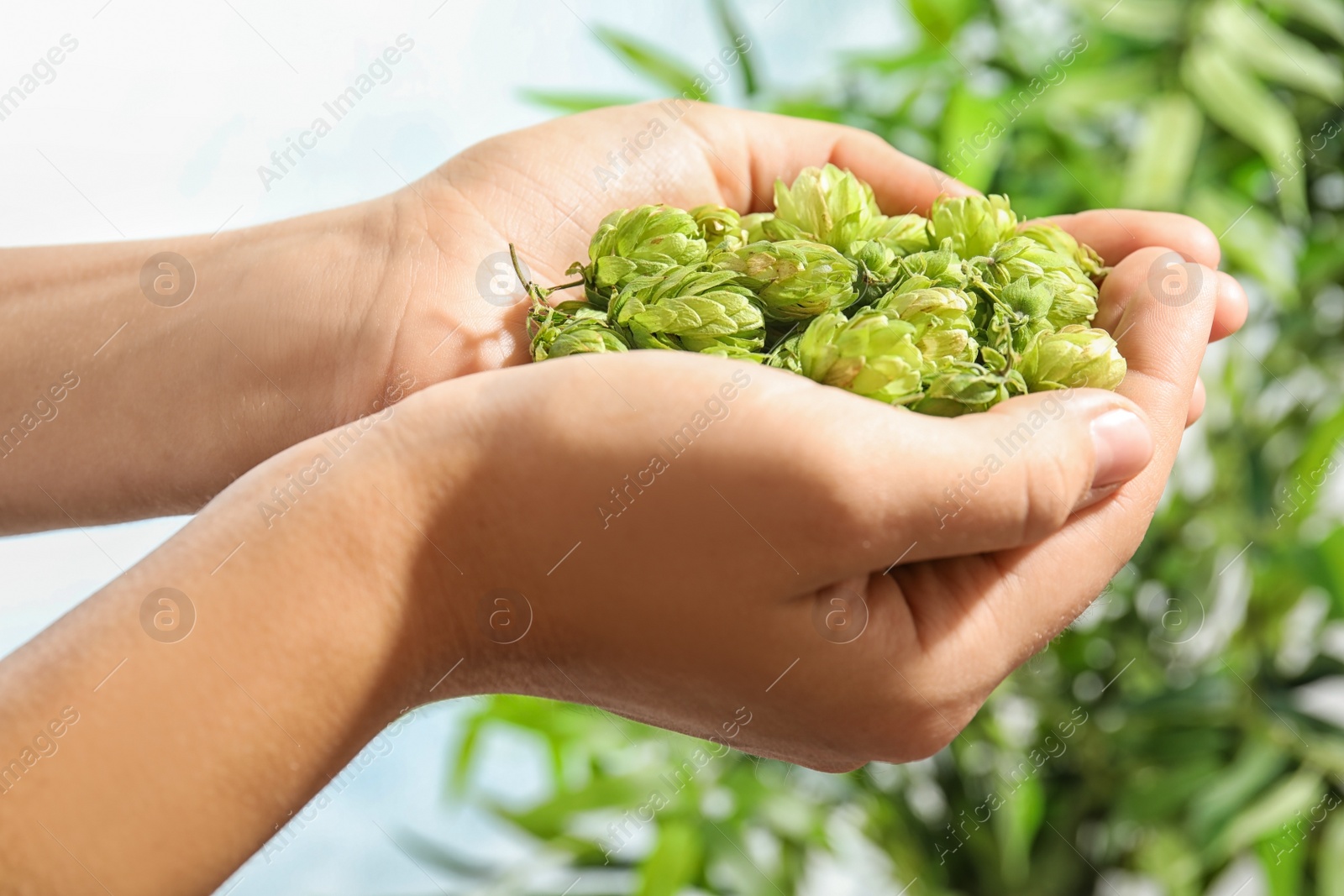 Photo of Woman holding fresh green hops on blurred background, closeup. Beer production