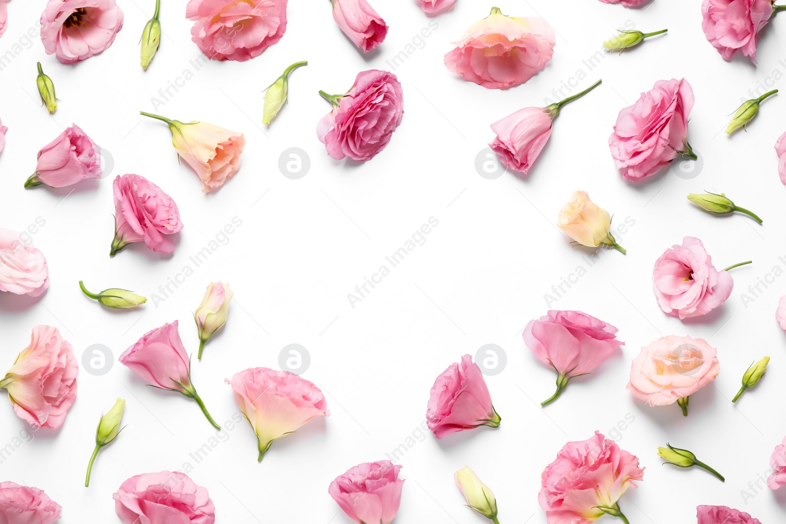 Photo of Frame of beautiful Eustoma flowers on white background, flat lay. Space for text