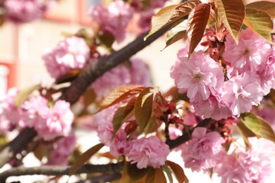 Photo of Beautiful blooming sakura outdoors on sunny spring day, closeup