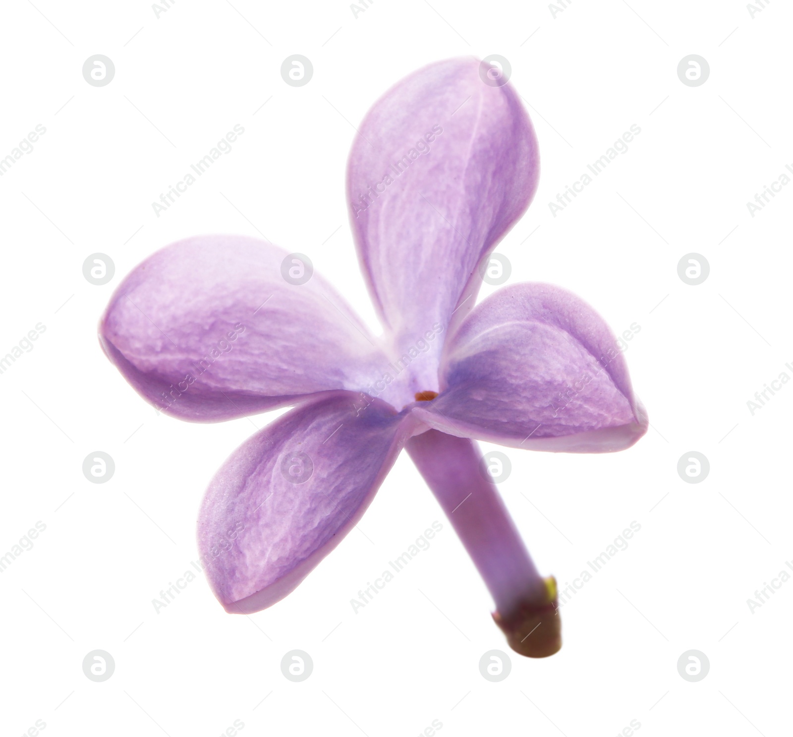 Photo of Beautiful purple lilac flower on white background