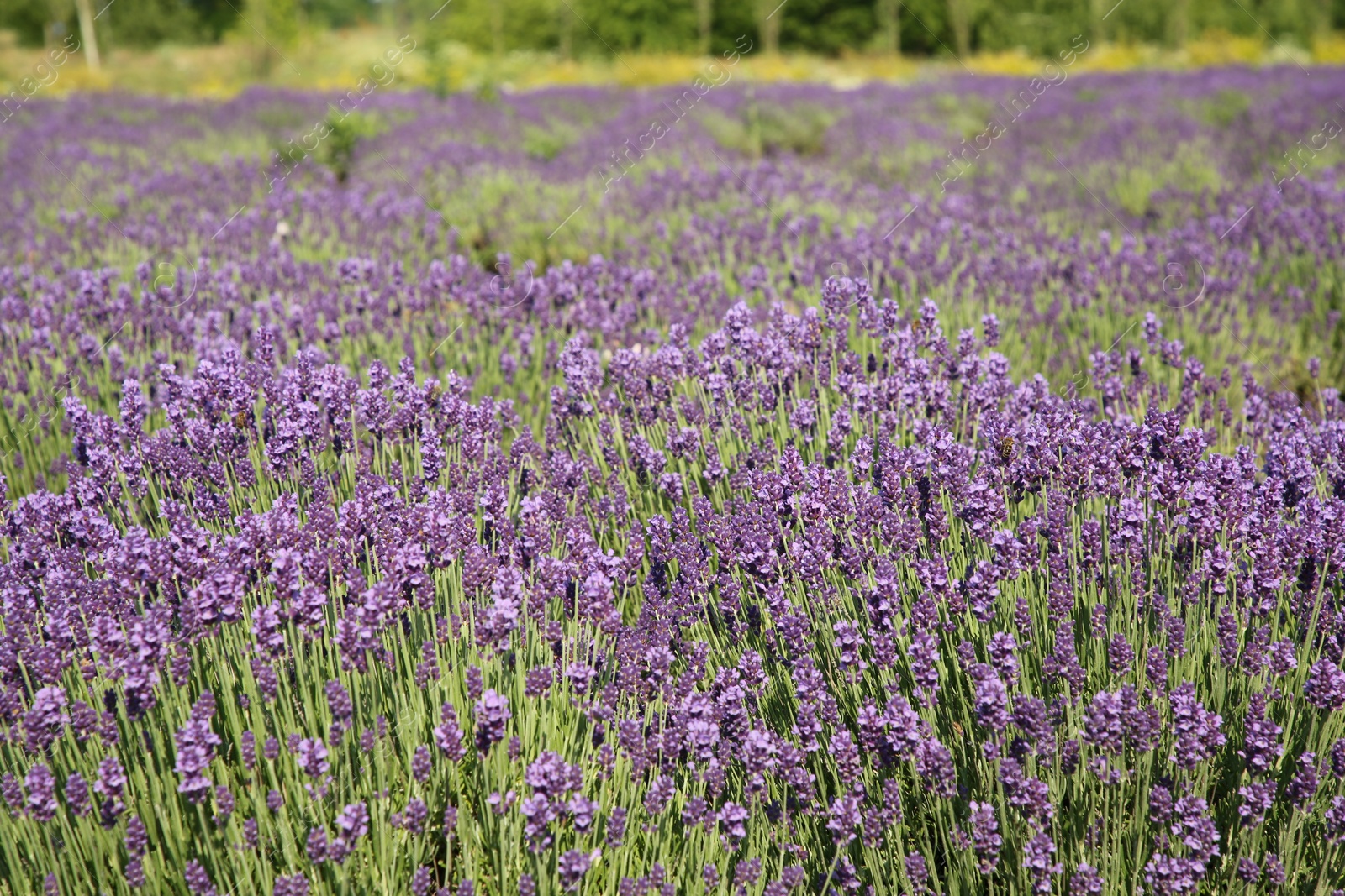 Photo of Beautiful view of blooming lavender growing in field