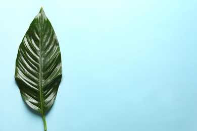 Beautiful tropical Spathiphyllum leaf on color background, top view