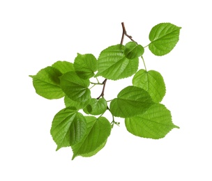 Photo of Branch with green leaves on white background