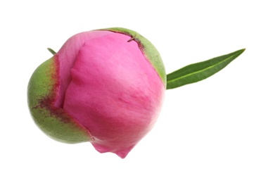 Photo of Beautiful bud of peony flower on white background