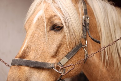 Photo of Adorable horse with bridles, closeup. Lovely domesticated pet